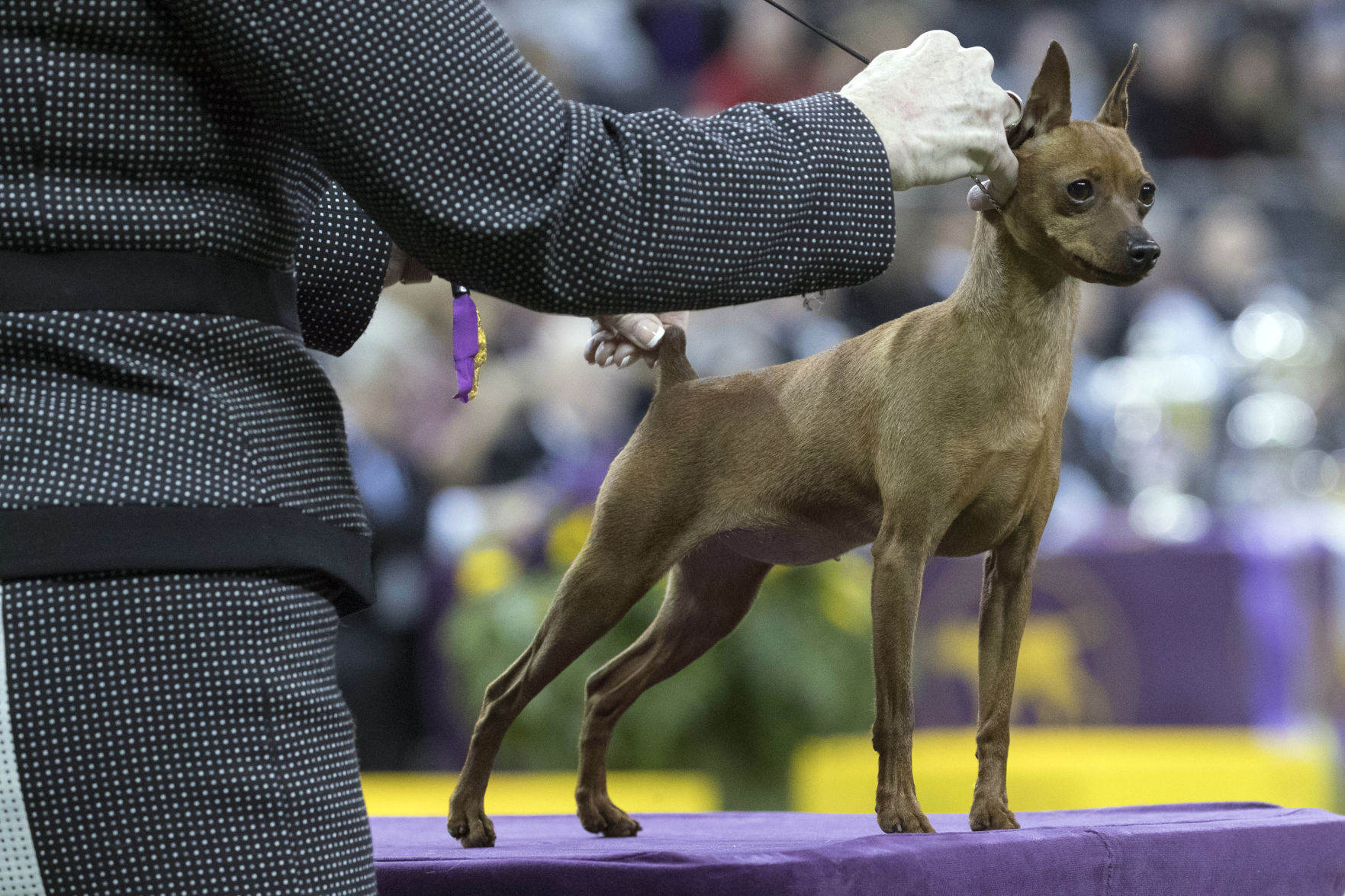 Westminster Dog Show